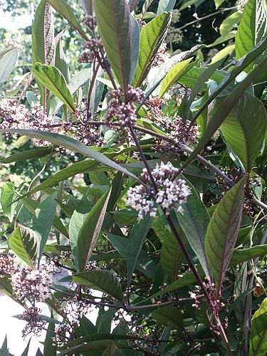 Callicarpa kwangtungensis